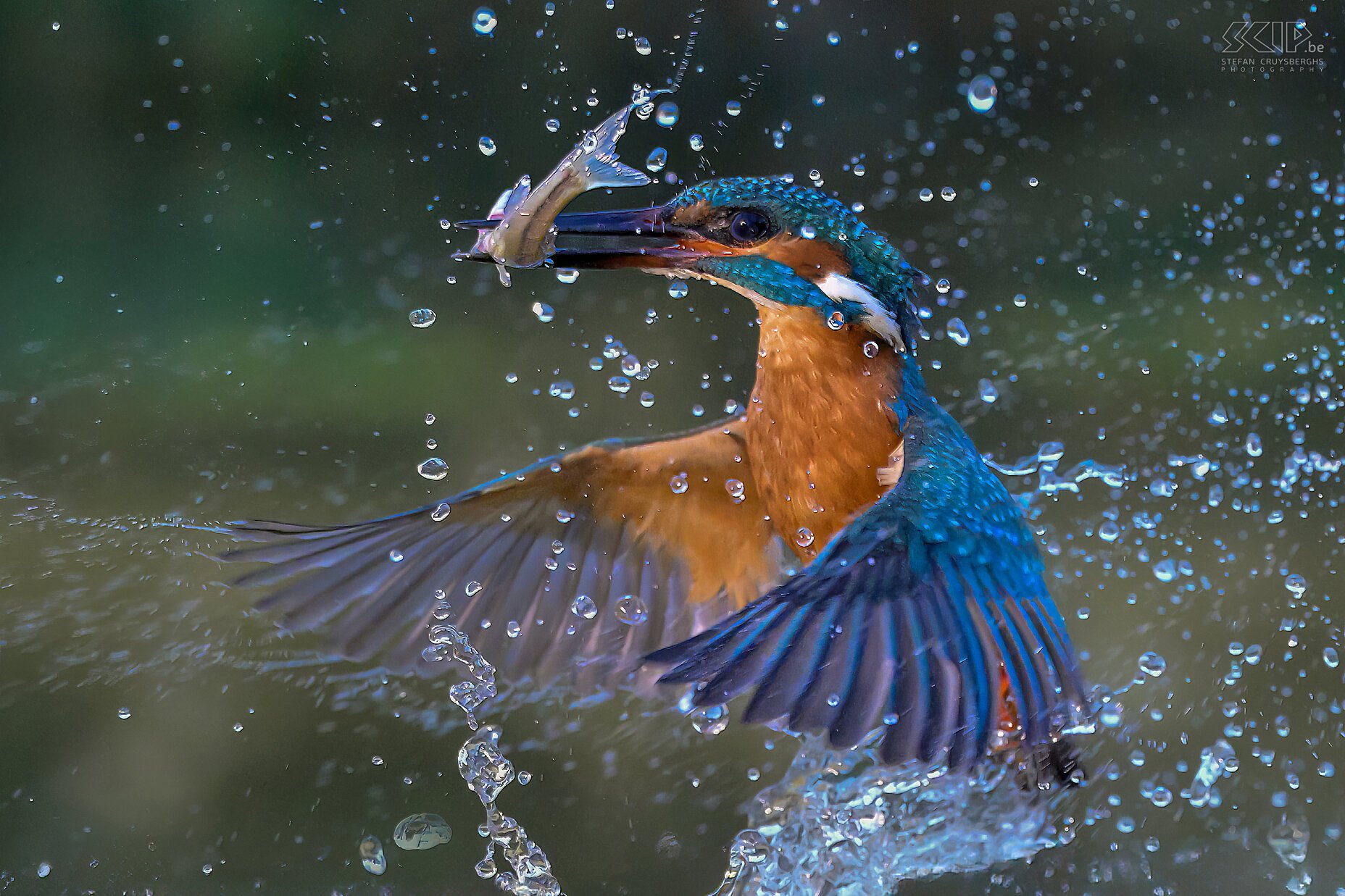 Kingfisher Kingfisher / Alcedo atthis Stefan Cruysberghs
